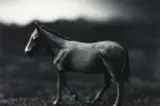 Ronnie van Hout, Mule from ‘Return of the Dead’