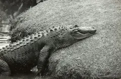 Alligator by Peter Peryer, black and white photograph, 1988, sold Jun 2020