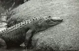 Peter Peryer, Alligator