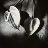 Anne Noble, Anthyrium – Naughty Boys, gelatin silver print