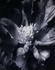 Boyd Webb, Botanics – Black, digital print on Fuji crystal archive paper, edition of 5