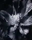 Boyd Webb, Botanics – Black, digital print on Fuji crystal archive paper, edition of 5