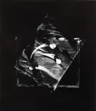 Fiona Pardington, Study for Huia Love Triangle