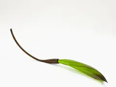 Twisted Flax Pod by Ann Robinson, cast glass and resin-coated steel, sold Nov 2019
