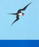 Don Binney, Pacific Frigate Bird