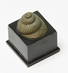 Terry Stringer, Untitled – Shell, cast and patinated bronze on painted wooden plinth