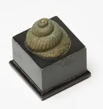 Terry Stringer, Untitled – Shell