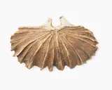 Winged hanging form in oxide washed by Len Castle, stoneware with double aperture, sold Sep 2019