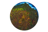 Dean Buchanan, Untitled