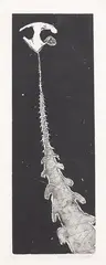 Simon Kaan, Changes, monoprint