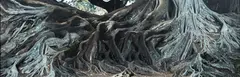 Jae Hoon Lee, Root, lightjet print, edition of 5