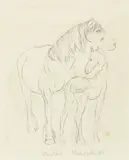 Molly Macalister, Untitled – study of a horse and foal, pencil