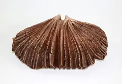 Winged form by Len Castle, in rich burnt sienna oxide washed stoneware, sold Jun 2019