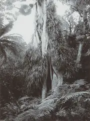 Untitled (Bush Scene) by Peter Peryer, gelatin silver print, offered Jun 2019
