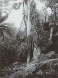 Untitled (Bush Scene) by Peter Peryer, gelatin silver print, offered Jun 2019