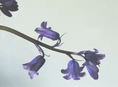 Bluebells by Peter Peryer, type C print, 32/50, sold Jun 2019