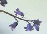 Peter Peryer, Bluebells, type C print, 32/50