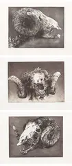 Barry Cleavin, The Hungry Sheep Look Up 1, 2, 3, etching, 11/17, triptych
