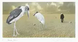 Elizabeth Thomson, Marabou, Jabiru, colour lithograph, A.P.