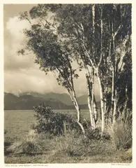 Trees beside Lake Kamieri, Westland, NZ by George Chance, gelatin silver print, offered Jun 2019