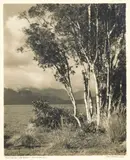 George Chance, Trees beside Lake Kamieri, Westland, NZ