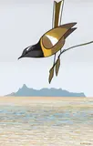 Don Binney, Bellbird over Great Barrier Island