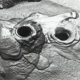 Waiotapu Mud Pool Study by Theodorus Johannes Schoon, gelatin silver print, sold Apr 2019