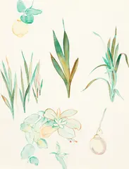 Rita Angus, Study of Fruit and Flowers, watercolour on paper