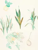Rita Angus, Study of Fruit and Flowers, watercolour on paper