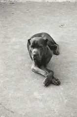 Mark Smith, Untitled (Black Dog), type C print
