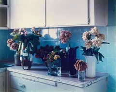 Derek Henderson, Untitled (Still Life with Roses), type C print