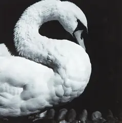 Alistair Guthrie, Untitled (Swan), type C print