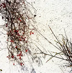 Alistair Guthrie, Untitled (Plant Study), type C print