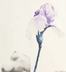 Jan Nigro, Untitled (Iris Study), graphite and watercolour on paper