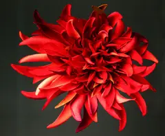 Boyd Webb, Red, type C print mounted to aluminium, edition of 5 (2006)
