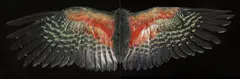 Davis Kea Wings by Fiona Pardington, archival inkjet print on Hahnemuhle paper, diptych, 2015 (edition of 10), sold Nov 2018