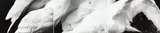 Anne Noble, Swan No. 3 from Song without Words, gelatin silver print, three parts
