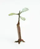 Jim Wheeler, Oak Sprouting Clothes Peg, patinated bronze, ed. of 15