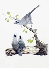 Paul Martinson, North Island Kokako and Young, limited edition print, 216/350