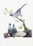 Paul Martinson, North Island Kokako and Young, limited edition print, 216/350