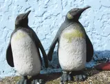 Peter Peryer, Penguins, pigment ink on Hahnemuhle Photo-rag paper, 1/10