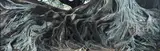 Jae Hoon Lee, Root, lightjet print, edition of 5