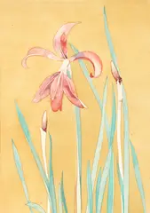 Rita Angus, Amaryllis, watercolour