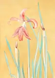 Rita Angus, Amaryllis