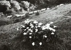 Sheep and Lillies of the Field, Wanganui River 1980 by Anne Noble, gelatin silver print, sold Jul 2018