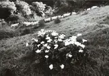 Anne Noble, Sheep and Lillies of the Field, Wanganui River 1980