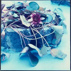 Mary Macpherson, Waterlilies in Painted Pond, colour photograph, 1989