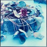 Mary Macpherson, Waterlilies in Painted Pond, colour photograph, 1989