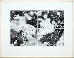 Anne Noble, Manuka in flower, four gelatin silver prints
