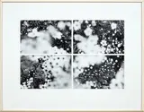 Anne Noble, Manuka in flower, four gelatin silver prints